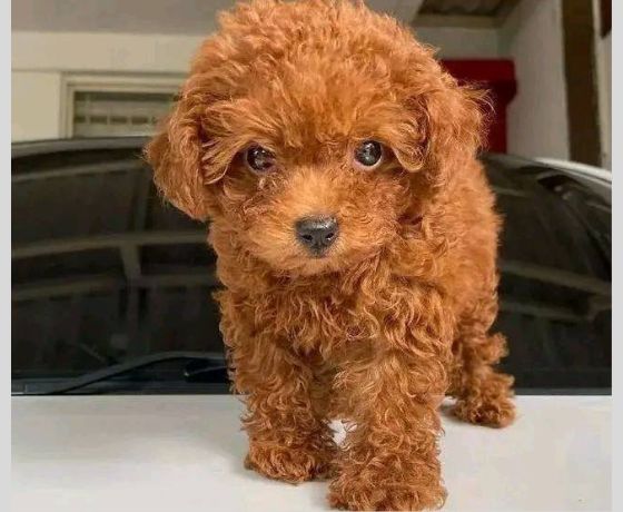 Poodle